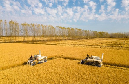 吃飯為大！端穩(wěn)中國碗