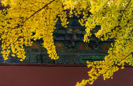 北京的秋醉了，賞秋的人也“醉”了