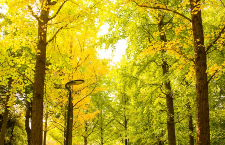 海淀的秋色已刷新！帶你翻開(kāi)秋的一頁(yè)