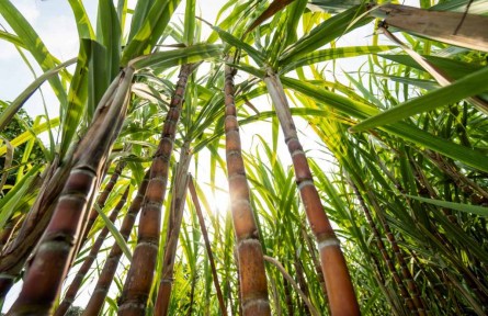 我國食糖消費(fèi)量世界第二 甘蔗引種有哪些重要意義？需要注意什么？