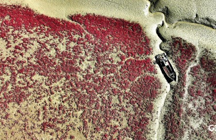 山東青島洋河濕地，再現(xiàn)最美“紅海灘”