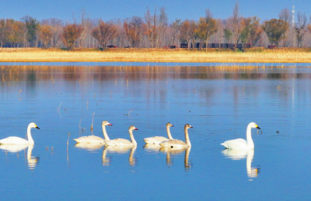 萬(wàn)鳥(niǎo)翔集！野鴨湖成“候鳥(niǎo)天堂”——