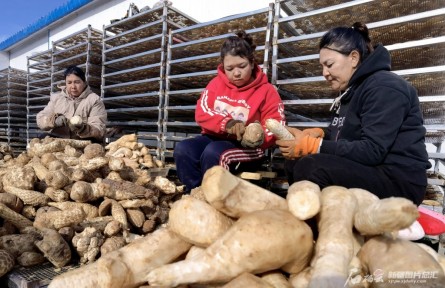 且末縣老兵治沙隊(duì)：“阻沙防護(hù)帶合龍，咱們也有功勞”