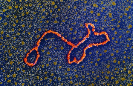 科技名詞|轉(zhuǎn)座子 transposon；Tn