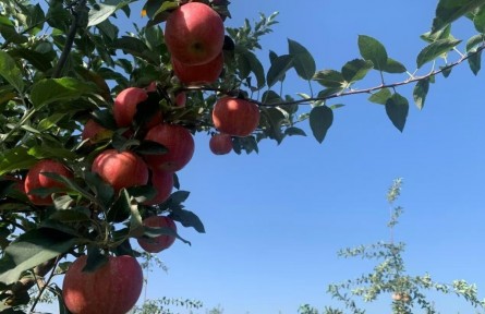 寧夏：科技支撐讓特色果樹產業(yè)更香甜