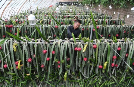 熱帶水果何以“扎根”戈壁灘？