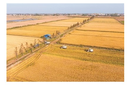 中國科學(xué)院院士錢前：育種技術(shù)數(shù)字化、智能化是大勢(shì)所趨