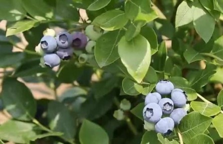 高質(zhì)量發(fā)展“靖”行時|高原魚米鄉(xiāng) 藍莓孕育生機與希望