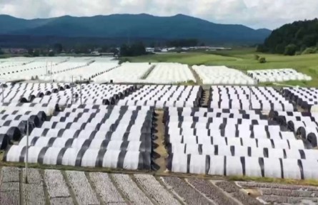 吉林：食用菌產(chǎn)業(yè)鏈條延伸 價(jià)值持續(xù)攀升