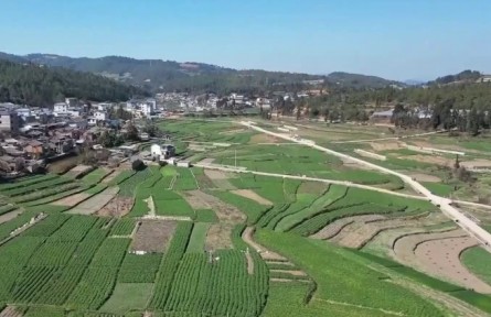 云南：“多樣開花”促增收 特色農(nóng)業(yè)助力鄉(xiāng)村振興