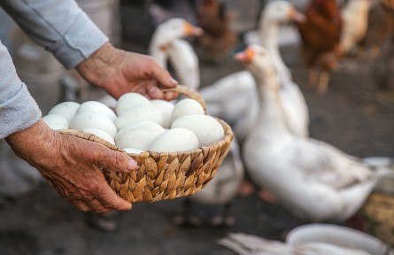 營(yíng)養(yǎng)豐富的鵝蛋，為什么很少有人吃，也很少有賣的？