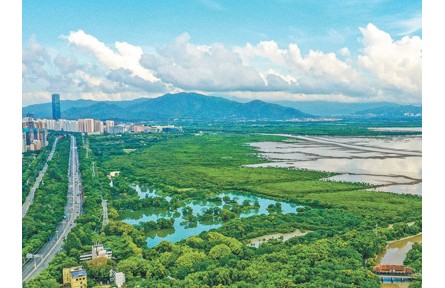 廣東加強紅樹林保護——紅樹林面積達1.14萬公頃，紅樹植物種類達27種