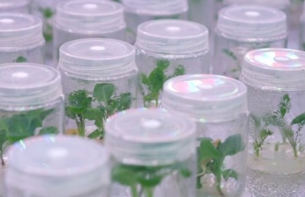 津產(chǎn)花椰菜新品種拿下印度千萬訂單