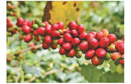 憑借獨特風味和品質(zhì)走俏國際市場——云南咖啡 香飄世界