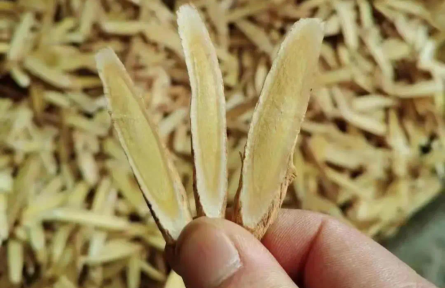 內(nèi)蒙古烏拉特前旗：5.6萬畝中藥材“點(diǎn)綠成金”激活鄉(xiāng)村振興新動(dòng)能