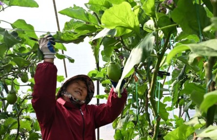 湖北隨州萬(wàn)店鎮(zhèn)：蔬菜產(chǎn)業(yè)年產(chǎn)值4億元