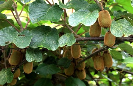 貴州：產(chǎn)業(yè)發(fā)展放大招 百姓腰包鼓起來(lái)