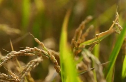 天津：夯實(shí)糧食安全根基 新品水稻開始育秧