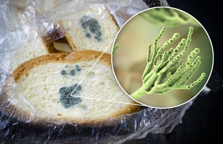 科技名詞|青霉菌 penicillium