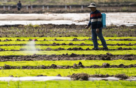 加快建設(shè)農(nóng)業(yè)強(qiáng)國(guó)規(guī)劃 plan to accelerate building up strength in agriculture