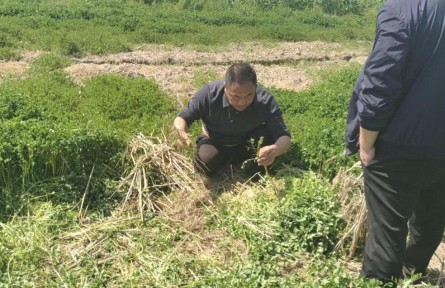 湖北陽(yáng)新：綠肥種植繪就生態(tài)農(nóng)業(yè)錦繡圖