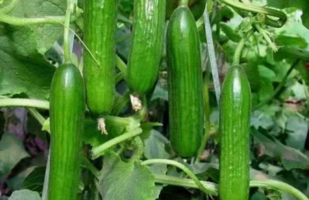 如何正確識(shí)別有機(jī)肥和生物有機(jī)肥的性能特點(diǎn)