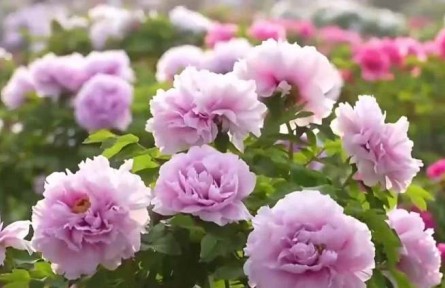 “一路繁花”撬動“春日經(jīng)濟”