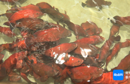 海南樂東：科技加持 做強(qiáng)海洋南繁種質(zhì)產(chǎn)業(yè)