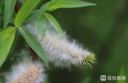 應(yīng)對“飛絮”季，南林大楊樹育種專家一次性給你講清楚！