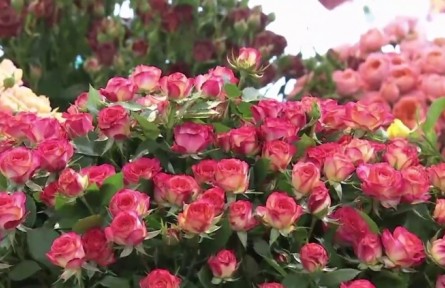 云南：強市場 樹品牌 深耕細(xì)作推動花卉產(chǎn)業(yè)持續(xù)健康發(fā)展