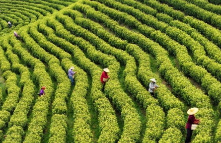 從“引活水”到“強保障”——金融服務為農(nóng)業(yè)發(fā)展持續(xù)注入活力