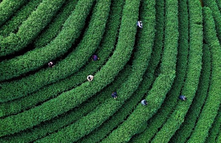 縣融記者：春茶采摘忙