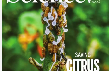 我國科學(xué)家成功解析柑橘抗黃龍病核心分子機制 借助AI篩選出防病藥