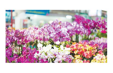 在華外國留學(xué)生走進(jìn)云南昆明花卉產(chǎn)業(yè)現(xiàn)代化示范園：對云南鮮花產(chǎn)業(yè)有了更加生動的認(rèn)識