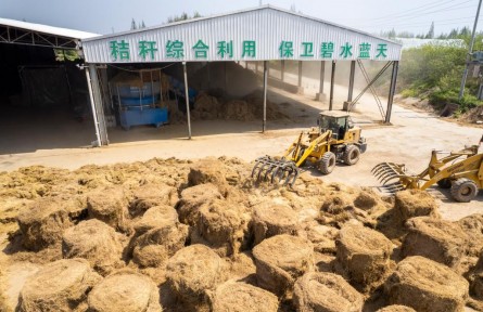 喂牛羊、作綠肥、養(yǎng)龍蝦——小秸稈釋放大能量！