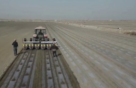 新疆各地棉花陸續(xù)開(kāi)播 科技賦能產(chǎn)業(yè)升級(jí)