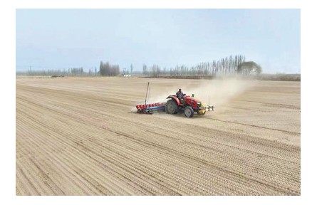 不育秧、不插秧，沙漠邊緣種水稻