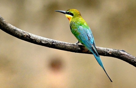 栗喉蜂虎“回鄉(xiāng)省親”了！