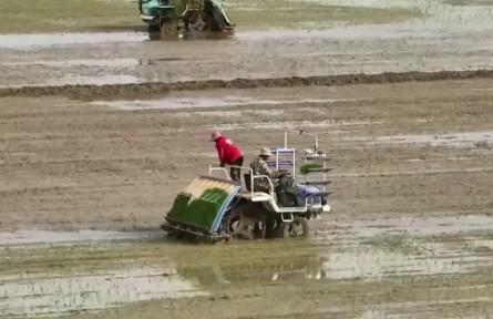 江西：早稻播栽過六成 農(nóng)機煥新效率高