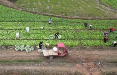 重慶：興產(chǎn)業(yè) 拓市場 激發(fā)鄉(xiāng)村振興動(dòng)力活力