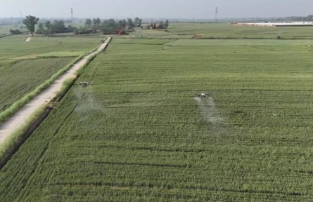 湖北棗陽：搶抓時機 實施小麥“一噴三防”作業(yè)