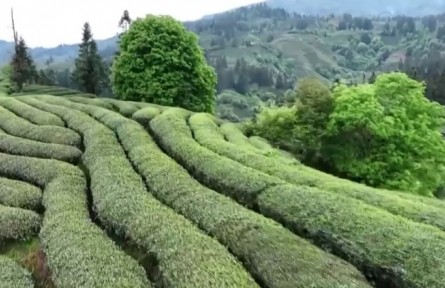 福建武夷山：谷雨采茶 茶旅融合促消費(fèi)
