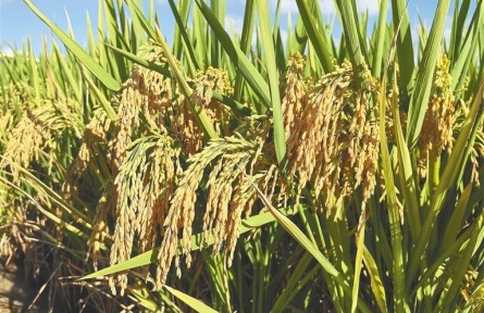 海南三亞再次實現(xiàn)雜交水稻年畝產(chǎn)4000斤