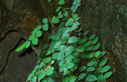 廣西發(fā)現(xiàn)瀕危植物新種——恩城黑面神