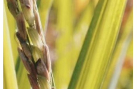 三亞南繁育種基地如何為“中國飯碗”打牢基礎(chǔ)？