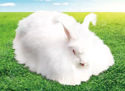 優(yōu)質(zhì)高產(chǎn)粗毛型長(zhǎng)毛兔新品系-珍珠長(zhǎng)毛兔