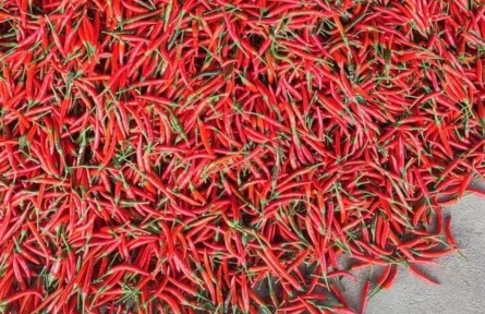 湖北陽新：小小朝天椒火了一個(gè)村