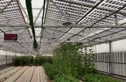 寧夏：鹽堿地高效利用 為現(xiàn)代農(nóng)業(yè)國際合作提供新機(jī)遇