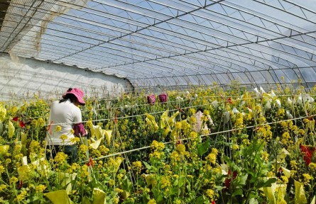 山東：知識產(chǎn)權(quán)護(hù)航膠州大白菜產(chǎn)業(yè)富民增收