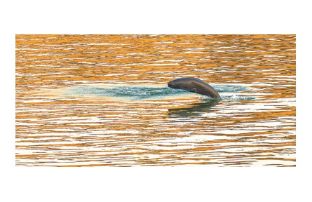 長(zhǎng)江水生生物多樣性持續(xù)恢復(fù) 禁漁第五年 亮出成績(jī)單